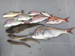 岡山の遊漁船　鯛ラバ釣果