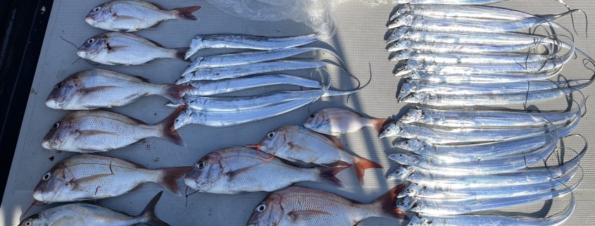 岡山　海　釣り　タイラバ　タチウオ　太刀魚　鯛ラバ　真鯛　カンパチ